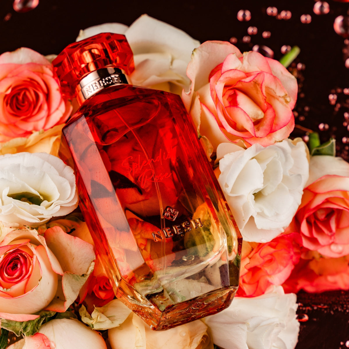 Splendid Rose
